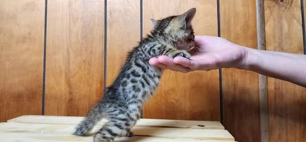 Gattini del Bengala dolci, affettuosi e intelligenti