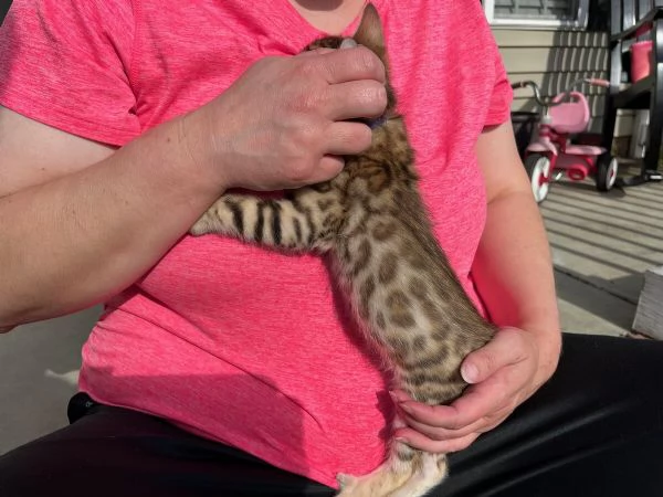 Gattini del Bengala dolci, affettuosi e intelligenti | Foto 3