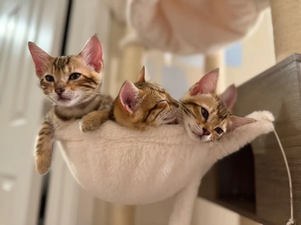 Gattini del Bengala dolci, affettuosi e intelligenti | Foto 2