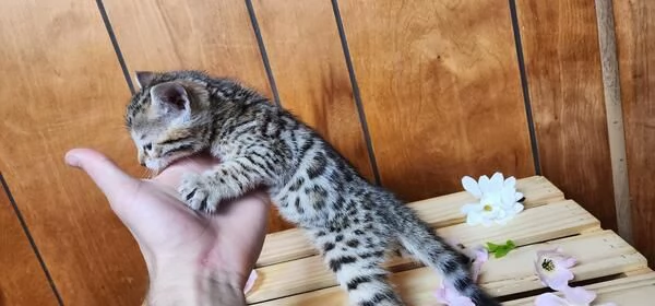 Gattini del Bengala dolci, affettuosi e intelligenti | Foto 0