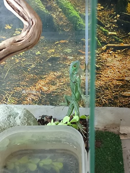 Iguana verde+ teca | Foto 0