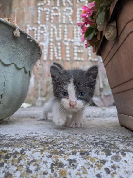 Gattini cercano casa  | Foto 3