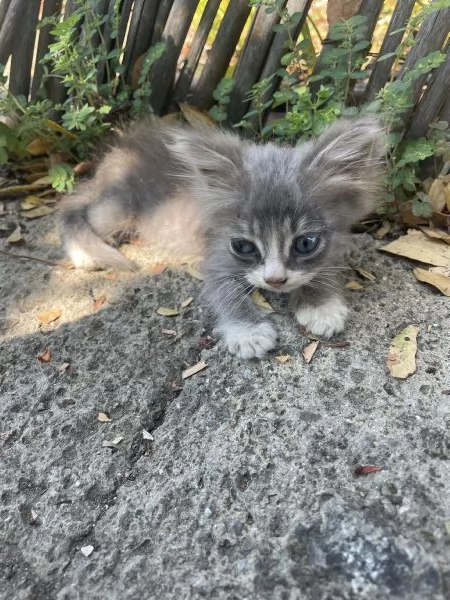 Gattini cercano casa  | Foto 2