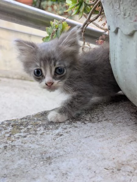 Gattini cercano casa  | Foto 1
