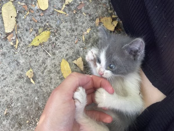 Gattini cercano casa  | Foto 0