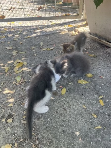 Gattini cercano casa 