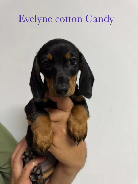 Bassotto tedesco pelo corto pedigree enci  | Foto 1