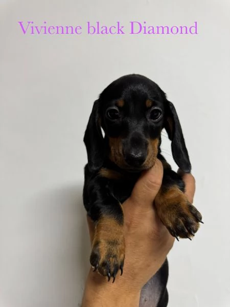 Bassotto tedesco pelo corto pedigree enci  | Foto 0