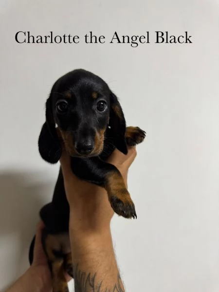 Bassotto tedesco pelo corto pedigree enci 