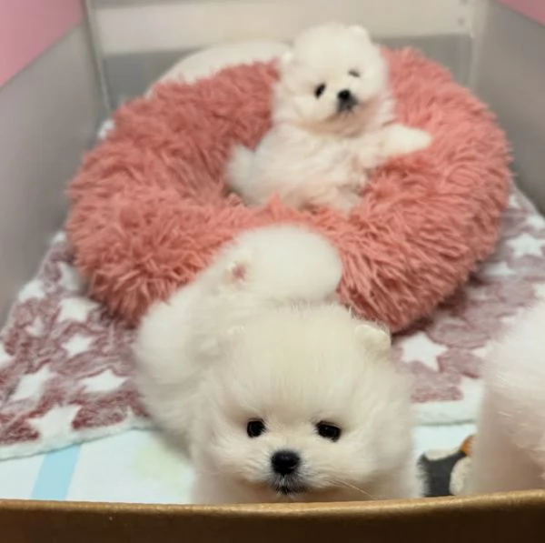 Cucciolo di Pomerania adorabile e sano | Foto 2
