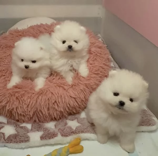 Cucciolo di Pomerania adorabile e sano