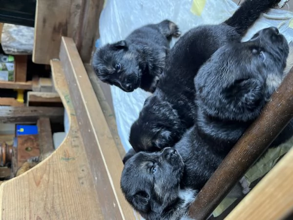 Cucciolo pastore tedesco