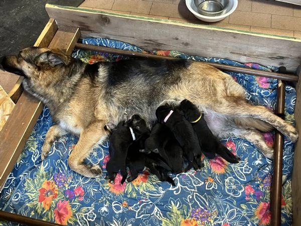 Cucciolo pastore tedesco | Foto 1