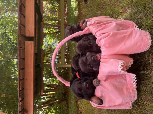 Cucciolo pastore tedesco | Foto 0