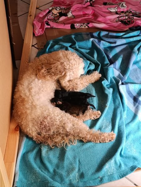 Cuccioli di barboncino nano 