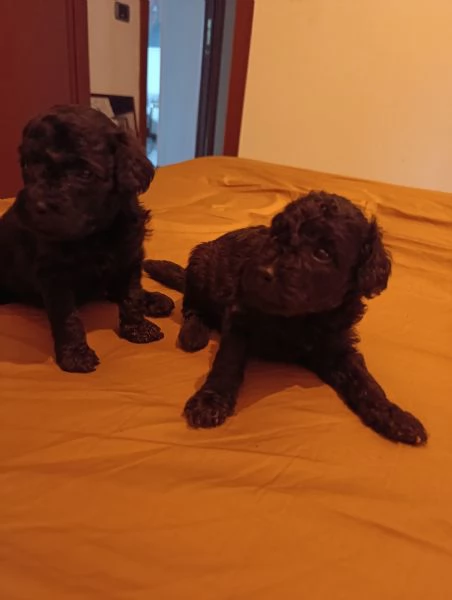 Cuccioli di barboncino nano  | Foto 3