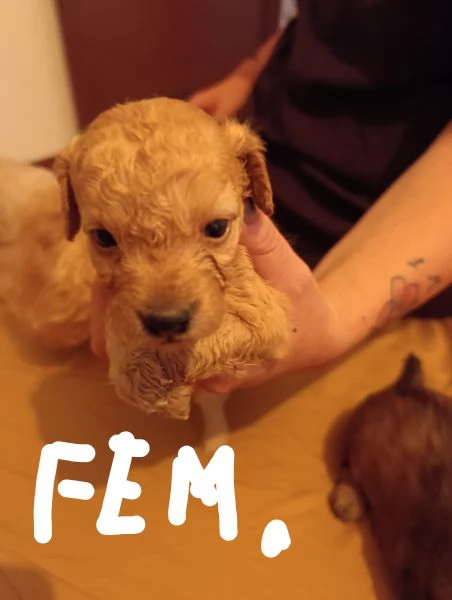 Cuccioli di barboncino nano  | Foto 2