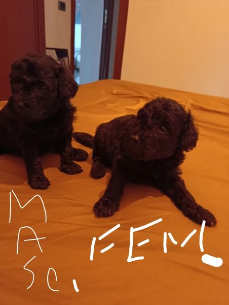 Cuccioli di barboncino nano  | Foto 1