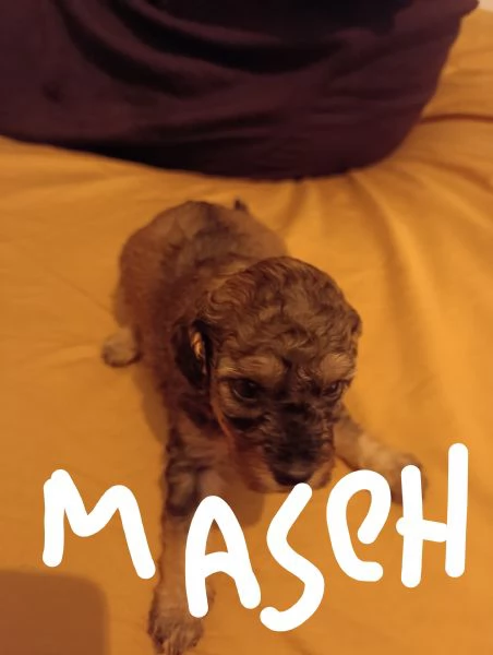 Cuccioli di barboncino nano  | Foto 0