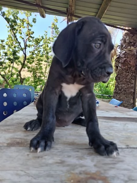 Cuccioli di Cane Corso 