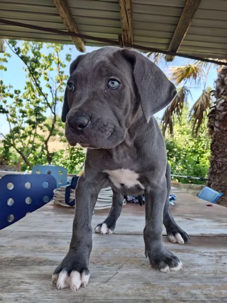 Cuccioli di Cane Corso  | Foto 5