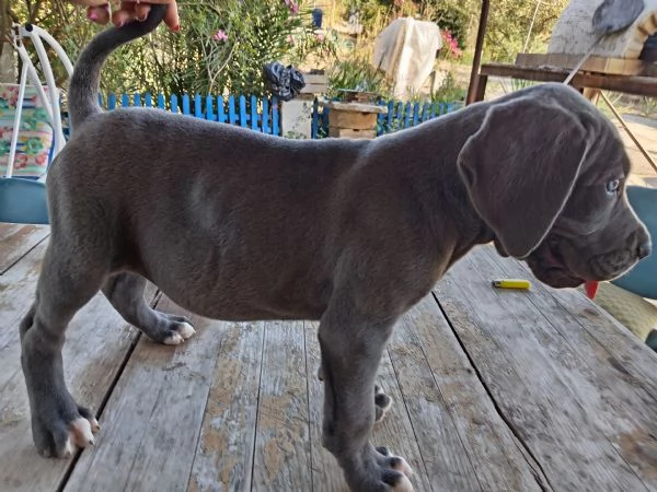 Cuccioli di Cane Corso  | Foto 4