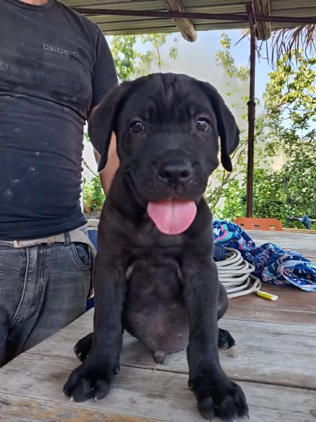 Cuccioli di Cane Corso  | Foto 3