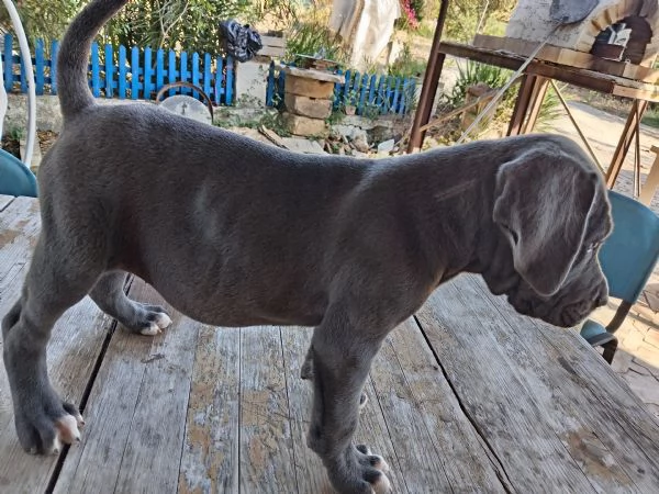 Cuccioli di Cane Corso  | Foto 1