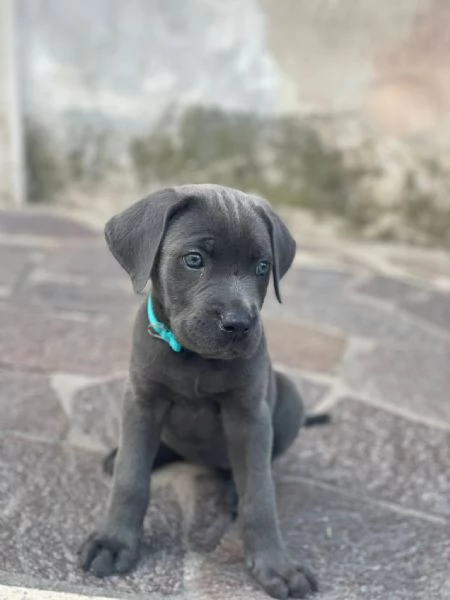 Cuccioli di Cane Corso  | Foto 0