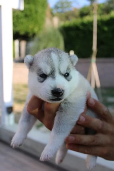 Cuccioli Siberian Husky con pedigree | Foto 2