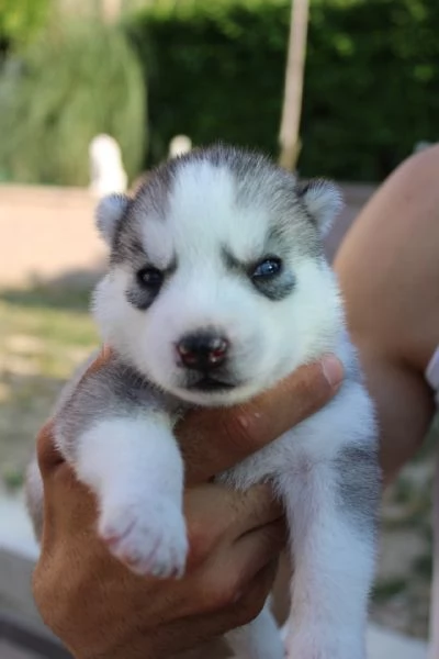 Cuccioli Siberian Husky con pedigree | Foto 0