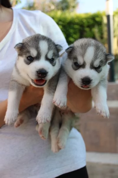 Cuccioli Siberian Husky con pedigree