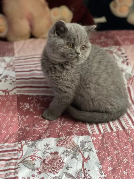 British Shorthair maschio e femmina | Foto 0