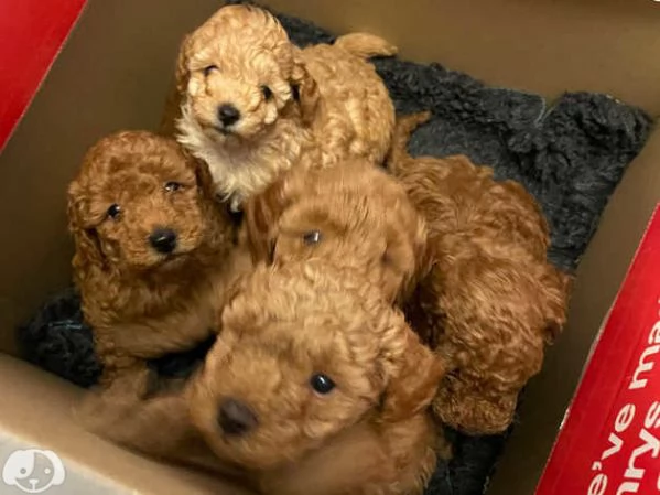 cuccioli di barboncino | Foto 1