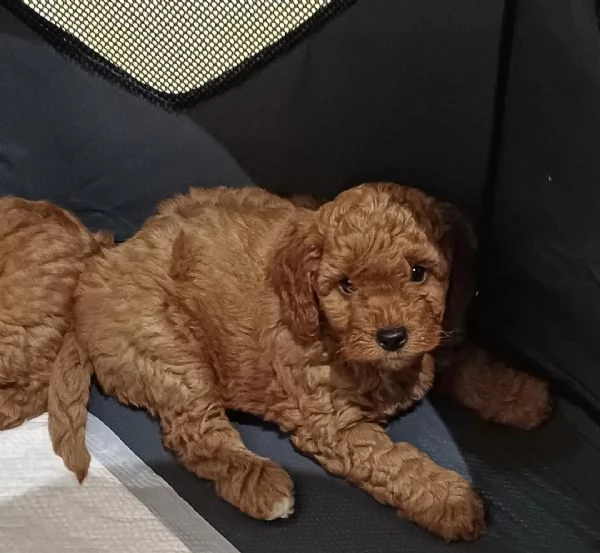 cuccioli di barboncino