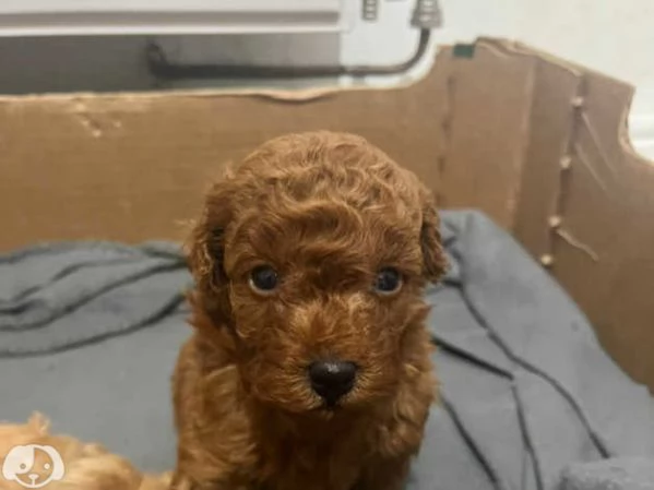 cuccioli di barboncino | Foto 1