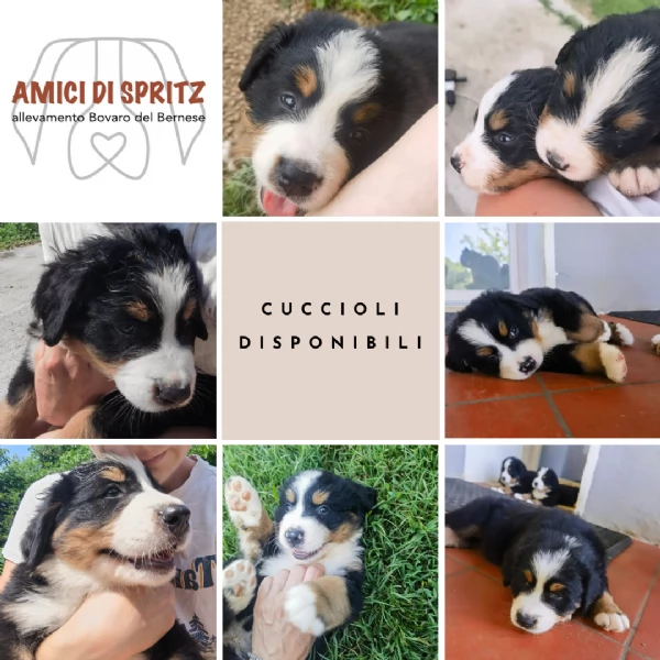 cuccioli bovaro del bernese