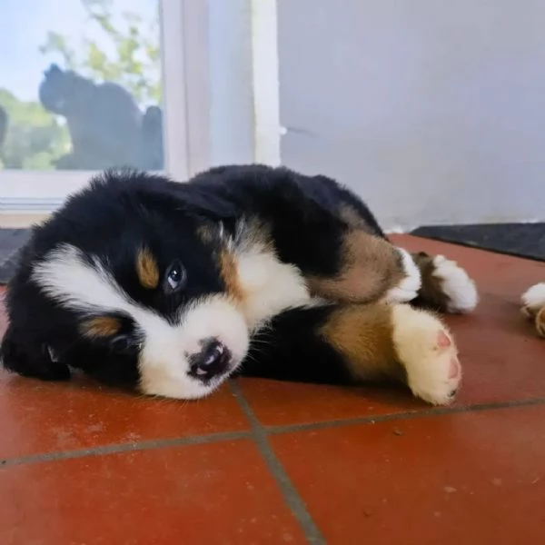 cuccioli bovaro del bernese | Foto 3