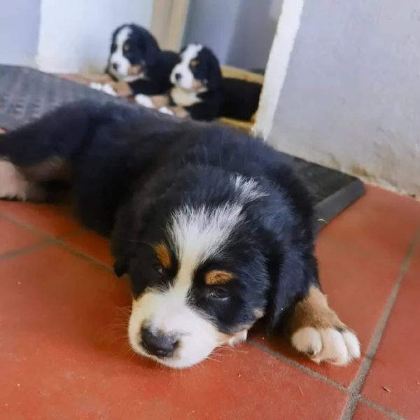 cuccioli bovaro del bernese | Foto 2