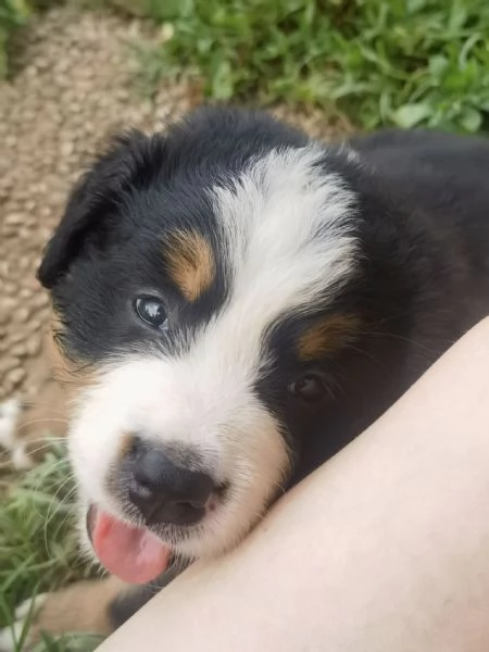 cuccioli bovaro del bernese | Foto 1