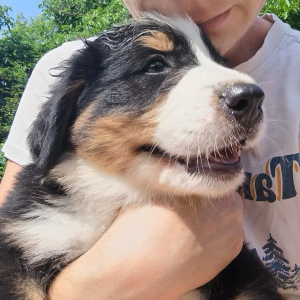 cuccioli bovaro del bernese | Foto 0