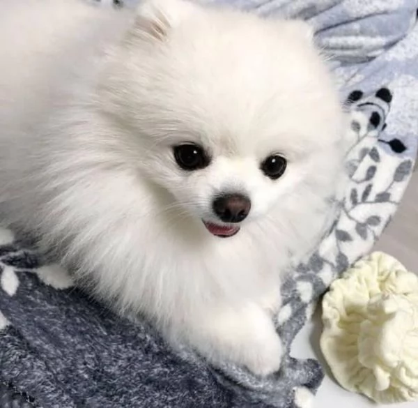 cucciolo di Pomerania per adozione | Foto 0