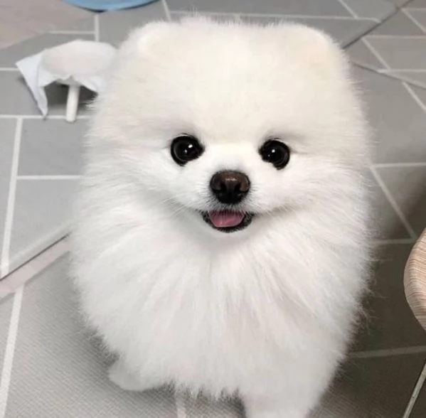 cucciolo di Pomerania per adozione
