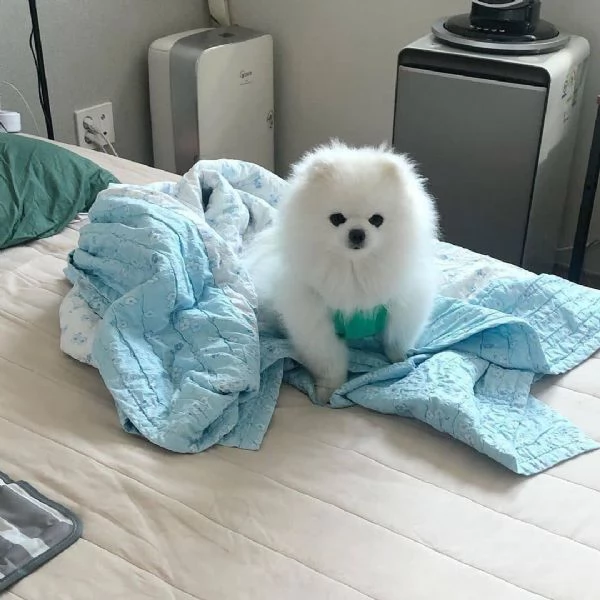 cucciolo di Pomerania per adozione