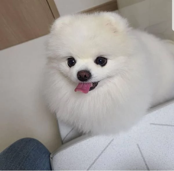 cucciolo di Pomerania per adozione