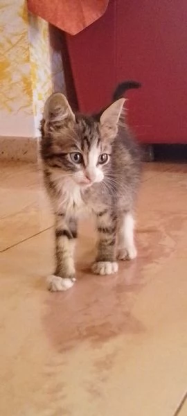 Gattini abbandonati  | Foto 2