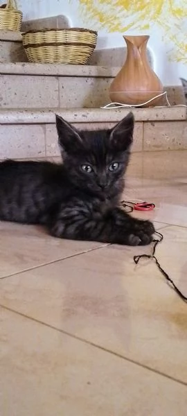 Gattini abbandonati  | Foto 1