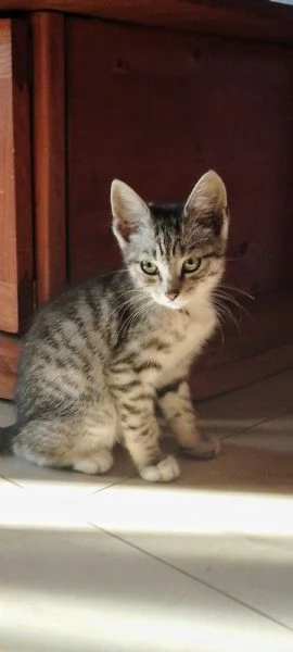 Gattini abbandonati  | Foto 0