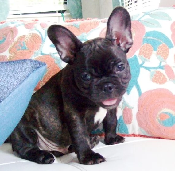  REGALO BOULEDOGUE FRANCESE | Foto 0