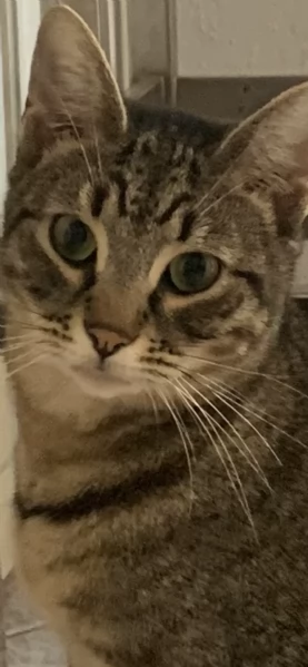 Regalo gatto tigrato